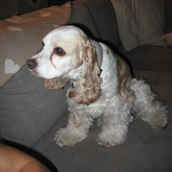 Meet your Posher, Isabel - Picture 1 of 1